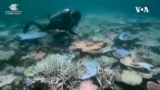  ပင်လယ်ရေပူနွေးမှုကြောင့် သန္တာကျောက်တန်းကြီးတွေပျက်စီးလာနေ

