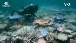  ပင်လယ်ရေပူနွေးမှုကြောင့် သန္တာကျောက်တန်းကြီးတွေပျက်စီးလာနေ
