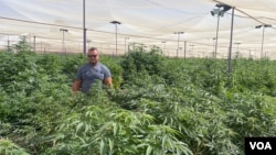 Mike Querl is seen at his 44-hectare medicinal cannabis farm near Bulawayo, Zimbabwe, May 30, 2024. (Columbus Mavhunga/VOA)