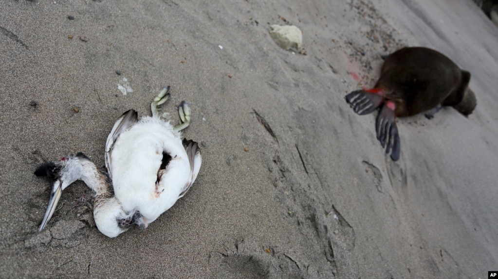 In this file photo, a dead sea bird is shown lying beside a dead sea lion on a beach on the Atlantic coast of the Patagonian province of Río Negro, near Viedma, Argentina, Monday, Aug. 28, 2023. (AP Photo/Juan Macri, File)