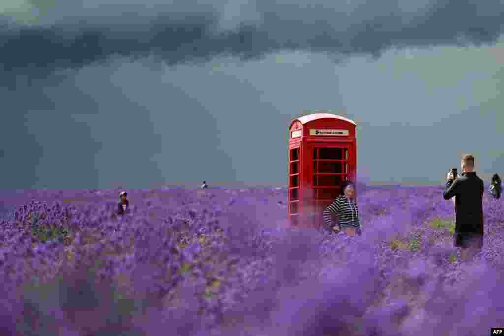 A person poses in front of a red telephone box during a visit to Mayfield Lavender Farm in Carshalton, southern England.