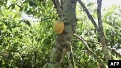 Après les pluies de l'an dernier, c'est cette fois les fortes chaleurs qui affectent la récolte du premier producteur mondial de cacao (près de 45%).