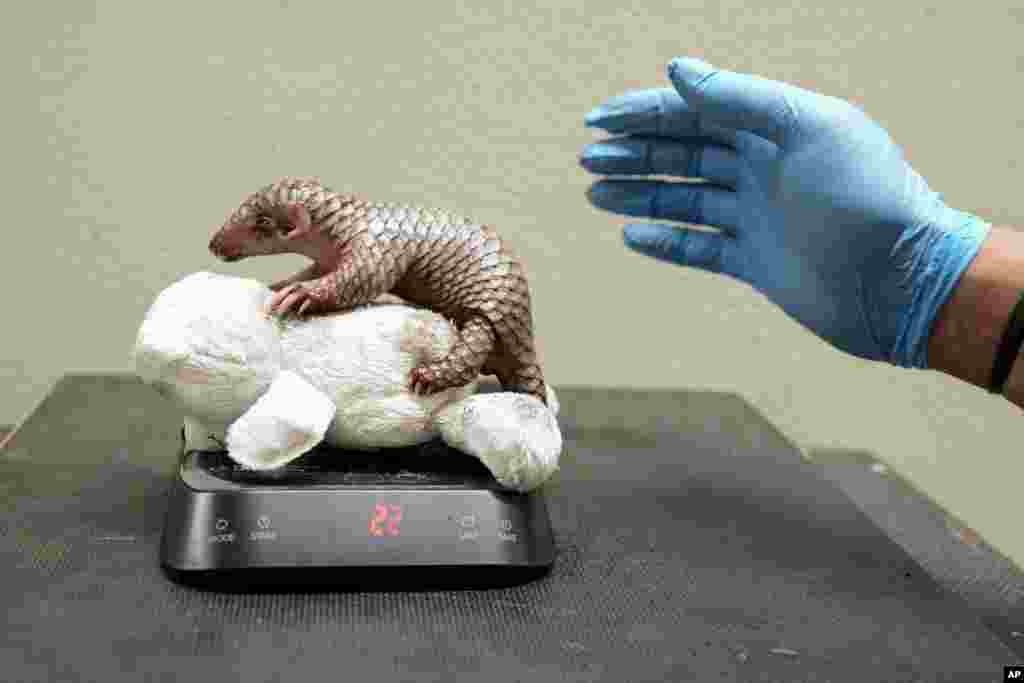 A newborn baby Chinese pangolin is weighed at the Prague zoo, Czech Republic.