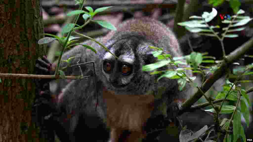 Mono nocturno, es una de las especies más traficadas de Colombia. Llegó al parque después de que fuera rescatado como mascota exótica.