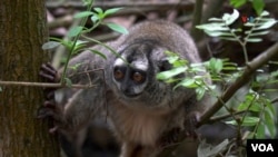 Mono nocturno, es una de las especies más traficadas de Colombia. Llegó al parque después de que fuera rescatado como mascota exótica. FOTO: Johan Reyes, VOA.