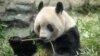 Panda raksasa betina Xiang Xiang sedang makan bambu menjelang kepulangannya ke China, di Kebun Binatang Ueno di Tokyo pada 19 Februari 2023. (Foto: AFP/Yuichi YAMAZAKI)