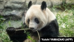 Panda raksasa betina Xiang Xiang sedang makan bambu menjelang kepulangannya ke China, di Kebun Binatang Ueno di Tokyo pada 19 Februari 2023. (Foto: AFP/Yuichi YAMAZAKI)