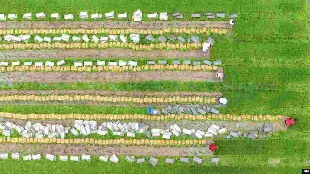 This aerial photo shows farmers working at a rice field in Haian, in China's eastern Jiangsu province.