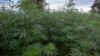 FILE - Industrial cannabis crop is grown in a field at Nambuma Township in Dowa District, central Malawi, April 8, 2022. Eswatini is joining many of its African neighbors in legalizing cannabis for medical purposes, revising a colonial drug law dating back a century.