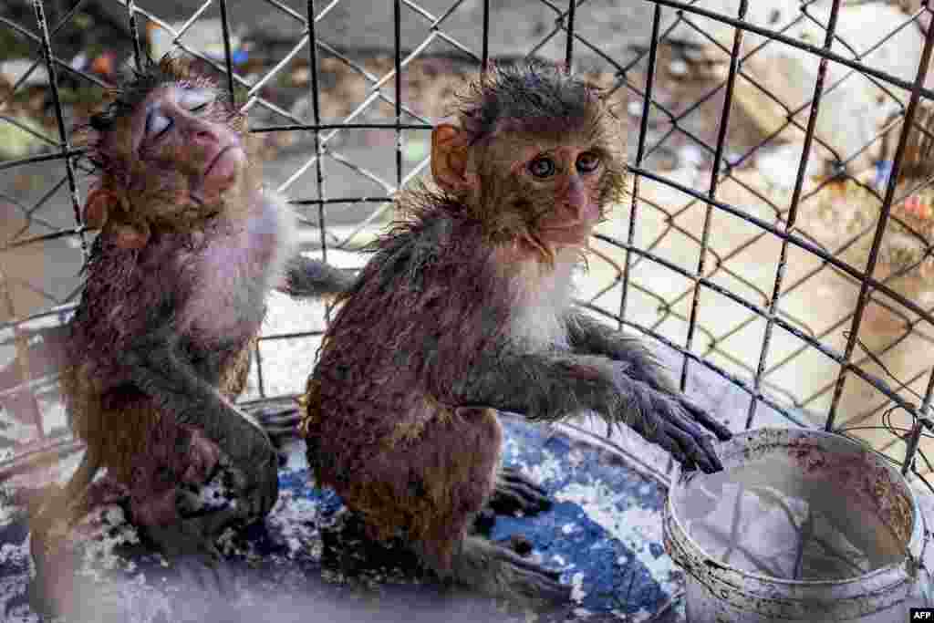 Monkeys that have been sprayed with water to cool them off during a heatwave sit near a water bucket in a cage at a zoo in Qamishli in Syria's northeastern Hasakeh province.