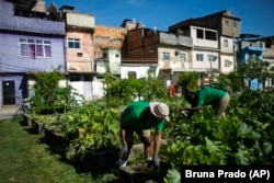 FILE - Residents work in a community garden in the Manguinhos favela of Rio de Janeiro, Brazil, March 17, 2021. (AP Photo/Bruna Prado)