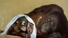 Bayi Orangutan bernama Kendari yang berusia 19 bulan bersama induknya Sari tampak di kandang mereka di Kebun Binatang Schoenbrunn di ibu kota Wina, Austria. (AFP)&nbsp;