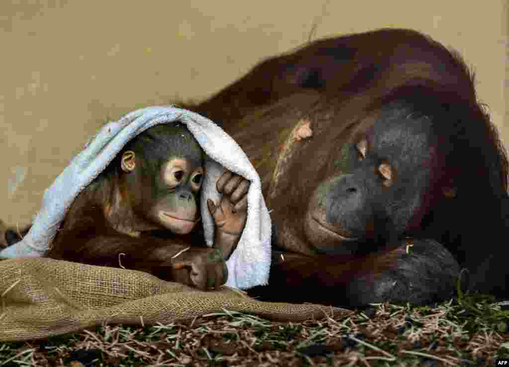 19-month-old Orangutan baby Kendari and mother Sari are pictured in their enclosure at Schoenbrunn Zoo in Vienna, Austria.
