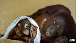A 19-month-old orangutan baby named Kendari and its mother Sari are pictured in their enclosure at Schoenbrunn Zoo in Vienna, Austria.