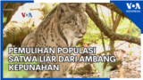 Pemulihan Populasi Satwa Liar dari Ambang Kepunahan