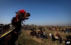 Orang-orang dengan kuda dan kereta berkumpul untuk merayakan Todorov Den, (Paskah Kuda) di desa Mogila, Bulgaria, Sabtu, 12 Maret 2011. (AP/Valentina Petrova)