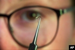 Ella Branham, a seasonal vector control technician, examines a Culex tarsalis mosquito at the Salt Lake City Mosquito Abatement District on July 19, 2023, in Salt Lake City. (AP Photo/Rick Bowmer)