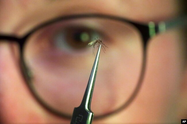 Ella Branham, a seasonal vector control technician, examines a Culex tarsalis mosquito at the Salt Lake City Mosquito Abatement District on July 19, 2023, in Salt Lake City. (AP Photo/Rick Bowmer)