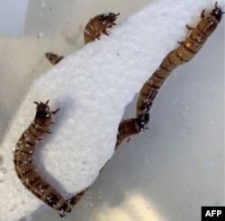 FILe - Zophobas morio, yang larvanya dikenal sebagai "superworm" (cacing super), 9 Juni 2022. (Handout / The University of Queensland / AFP)
