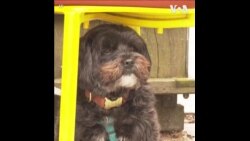 美国政府有关餐馆室外就餐带宠物狗的新指导方针