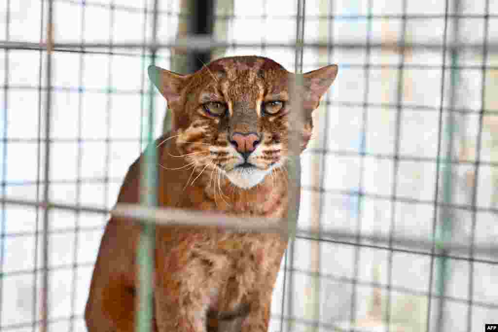 An Asian golden cat, which was found injured in a trap the previous month, is seen as it recuperates in an enclosure at the Indonesian Nature Conservation Agency (BKSDA) in Banda Aceh.&nbsp;