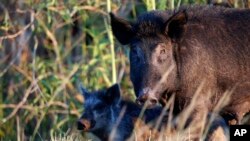 Lợn rừng gần LaBelle, Florida. 