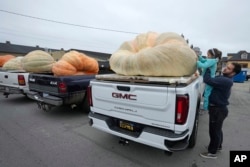 Brooks Taner lifts his six-year-old daughter Sevilen to take a closer look at a pumpkin before it was weighed at the Safeway 50th annual World Championship Pumpkin Weigh-Off in Half Moon Bay, Calif., Monday, Oct. 9, 2023. (AP Photo/Eric Risberg)