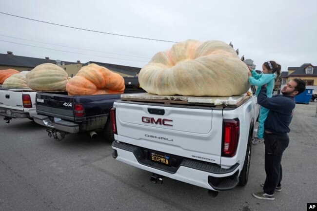 Brooks Taner lifts his six-year-old daughter Sevilen to take a closer look at a pumpkin before it was weighed at the Safeway 50th annual World Championship Pumpkin Weigh-Off in Half Moon Bay, Calif., Monday, Oct. 9, 2023. (AP Photo/Eric Risberg)