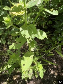 This image provided by Jessica Damiano shows earwig damage to a zinnia plant on Long Island, New York on June 27, 2024. (Jessica Damiano via AP)