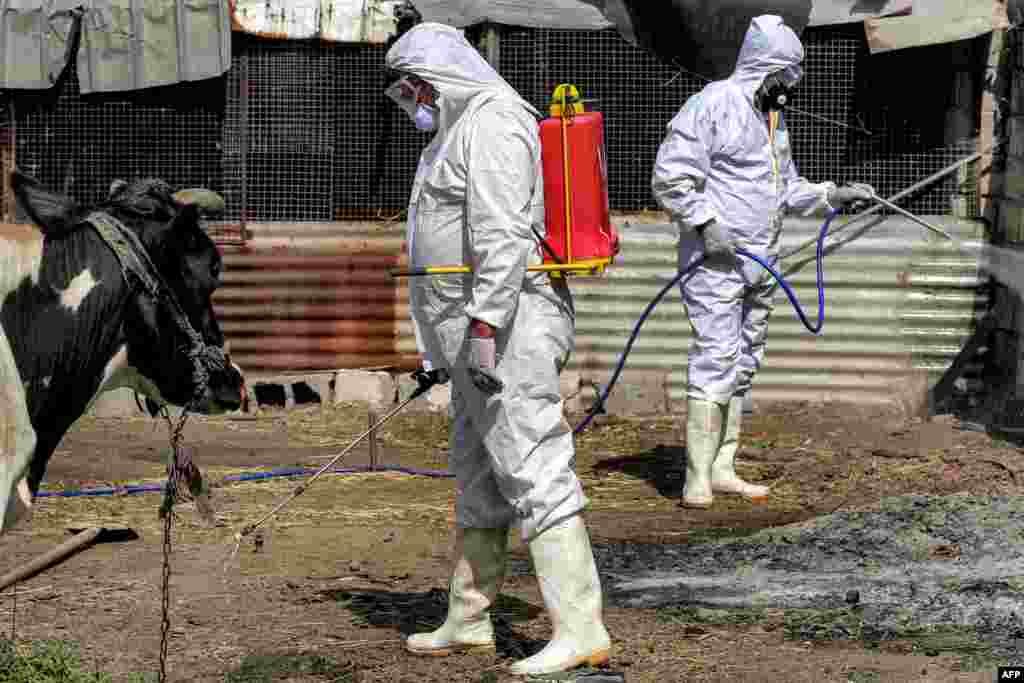 A medical team from Iraq&#39;s Health Ministry veterinarian department carries on a disinfection campaign on cows as a precaution against the spread of Congo haemorrhagic fever, at a farm in the southwestern Baghdad suburb of al-Bouaitha. At least 13 people have died in Iraq since the start of the year from a viral tick-borne disease transmitted to humans from livestock, the health ministry said.&nbsp;