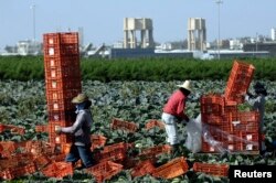 FILE - Thai laborers work on a cabbage field near Nahal Oz kibbutz, just outside the northern Gaza Strip, Feb. 11, 2010.