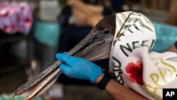 Volunteer Jason Foo holds a rescued pelican by its beak while treating the bird at the Wetlands and Wildlife Care Center in Huntington Beach, Calif., May 7, 2024. 