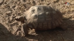 Բիրմայական պիթոնները և այլ ոչ բնիկ տեսակները խաթարում են տեղի փխրուն էկոհամակարգը