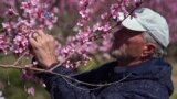 Perubahan Iklim Merugikan Petani Buah di Virginia, AS