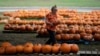 Water Woes, Hot Summers, Labor Costs Are Haunting Pumpkin Farmers in the West