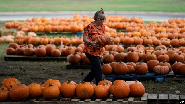 Volunteer Teena Larson works in a church pumpkin patch, Oct. 27, 2023, in San Antonio, Texas.