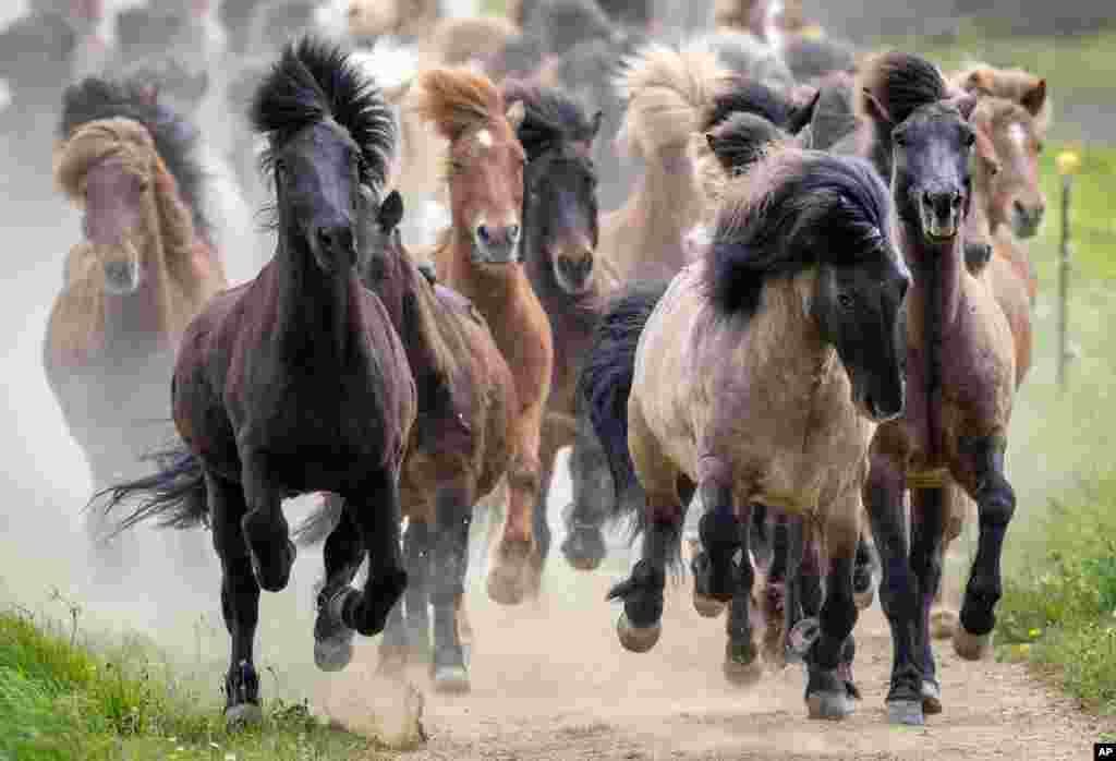 Icelandic horses are driven to their paddock for the first time in the season in Wehrheim near Frankfurt, Germany.