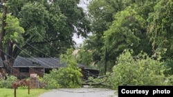 Pohon tumbang di Houston pasca topan Beryl (dok: Denny Witjaksana)