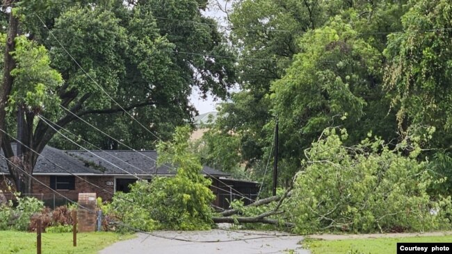 Pohon tumbang di Houston pasca topan Beryl (dok: Denny Witjaksana)