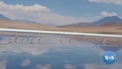Climate Change, Tourists Impact Bolivia’s Flamingo Habitats 