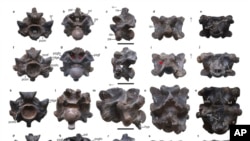 This image provided by researchers in April 2024 shows views of some of the vertebrae of Vasuki indicus, a newly discovered extinct snake from about 47 million years ago, estimated to reach nearly 15 meters long. 