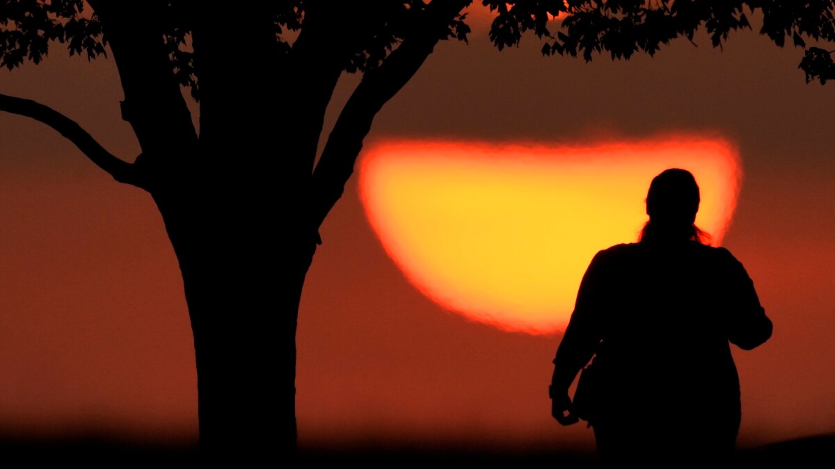 Study: Tree Rings Show Summer of 2023 Was Very Hot - Vimarsana News