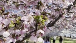 Американците прават спомени со јапонските цреши пред рехабилитацијата 