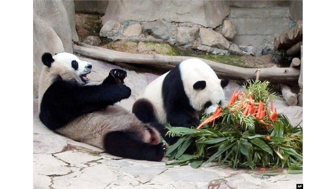 FILE - Xuang Xuang, panda jantan (kiri), bermain di tanah, saat Lin Hui (kanan), panda betina, makan kue yang terbuat dari bambu dan wortel untuk merayakan ulang tahun keempatnya di Kebun Binatang Chiang Mai, provinsi Chiang Mai, utara Bangkok, Thailand, 28 September 2005. (AP/Wichai Traprew, File)
