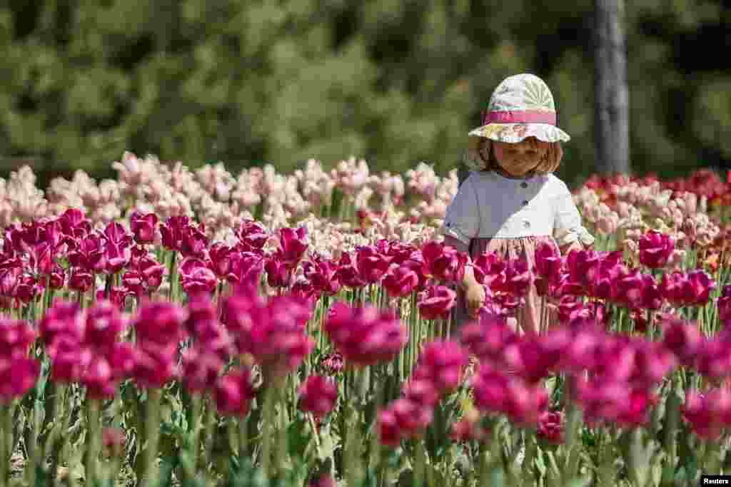 Seorang gadis kecil berjalan di antara deretan bunga tulip yang bermekaran di sebuah taman di pinggiran Kyiv, Ukraina, 1 Mei 2024.