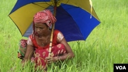 A tribal woman braves the rain to farm. Like most other women belonging to Indian tribes, this is her family’s only source of food and livelihood. (Arti Munda for VOA)