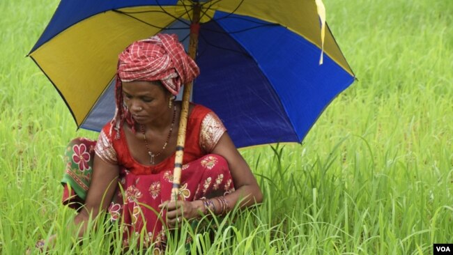 A tribal woman braves the rain to farm. Like most other women belonging to Indian tribes, this is her family’s only source of food and livelihood. (Arti Munda for VOA)