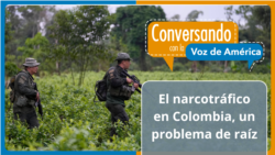 Aumento de los cultivos ilícitos en Colombia, producto de una política errada contra el narcotráfico