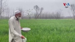 په پښتونخوا کې کروندګر وايي د یوریا سرې زیاتو بیعو او کمي اندېښمن کړي