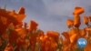 Big Rains Create Massive Poppy Bloom in California